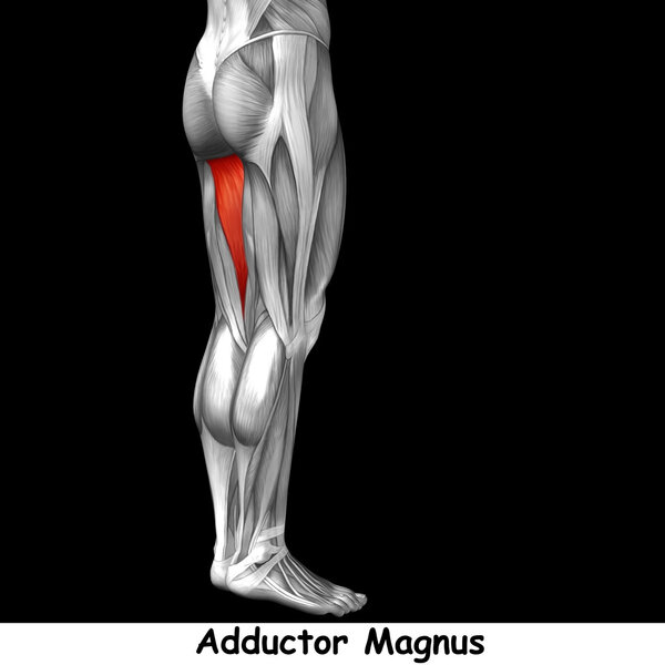анатомия верхних ног человека
 