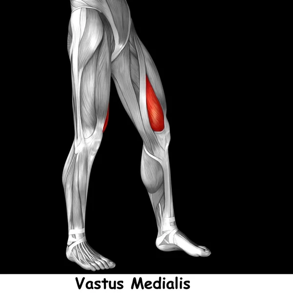 Anatomia człowieka górnej nogi — Zdjęcie stockowe