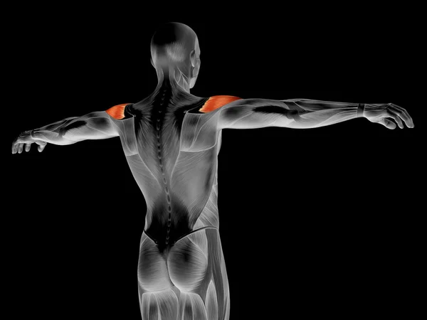 Anatomia człowieka z powrotem — Zdjęcie stockowe
