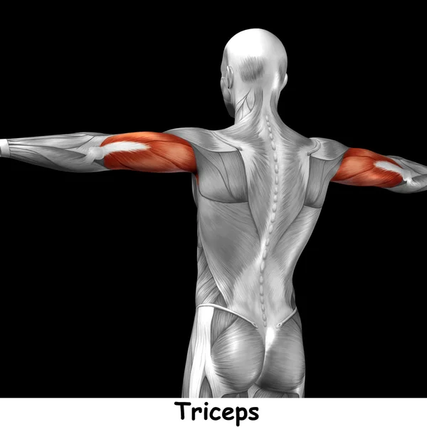 Anatomia człowieka triceps — Zdjęcie stockowe