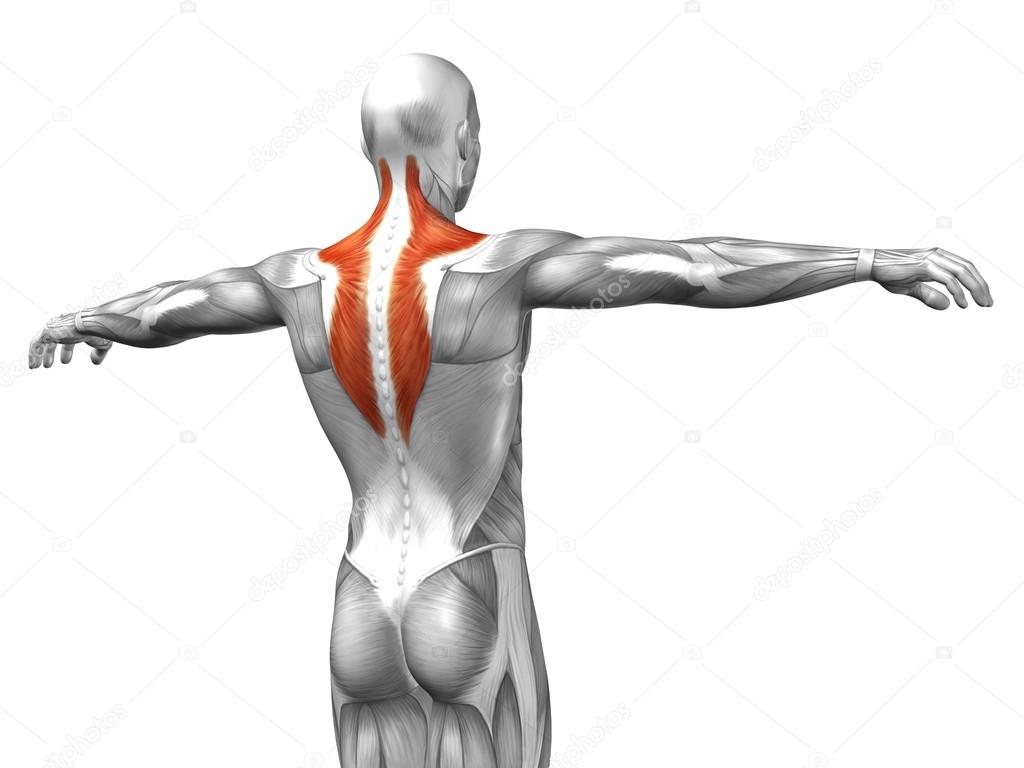 back human anatomy 