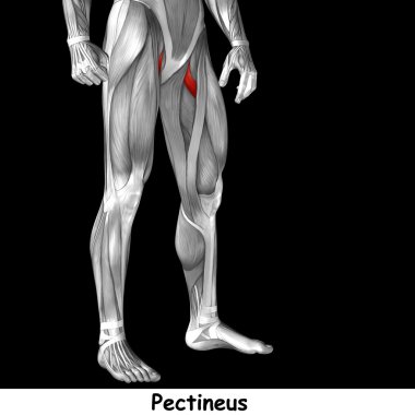 insan üst bacaklar anatomisi 