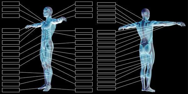 Anatomia humana e músculos caixas de texto — Fotografia de Stock