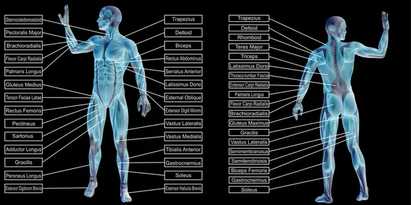 Anatomia humana e texto — Fotografia de Stock