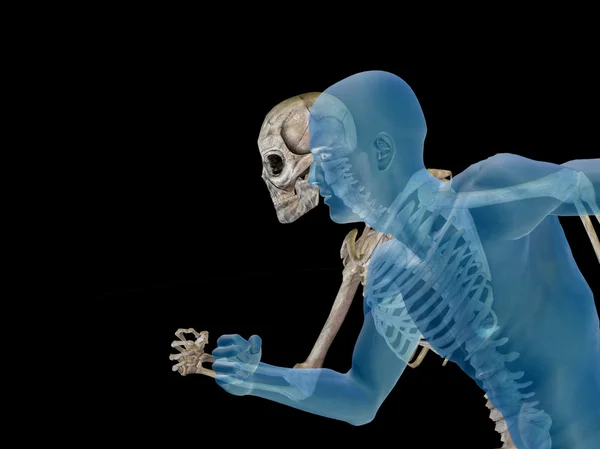 骨人間の解剖学 — ストック写真
