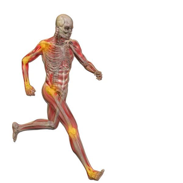 Fogalmi férfi anatómia — Stock Fotó
