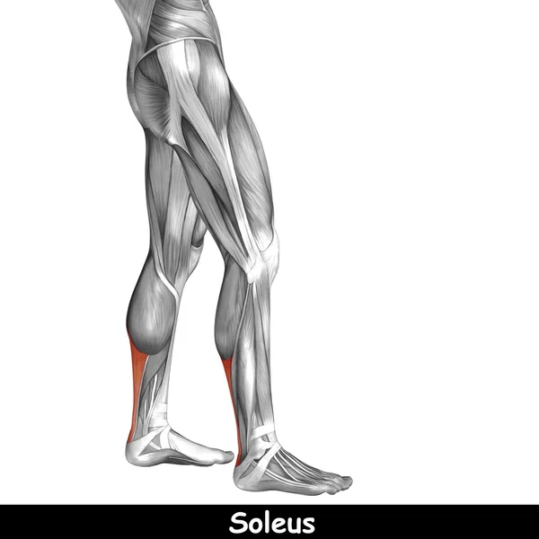 Anatomia delle gambe inferiori umane — Foto Stock