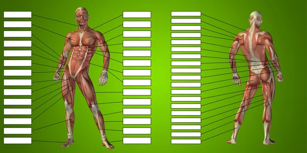 Anatomia humana e caixas de texto — Fotografia de Stock