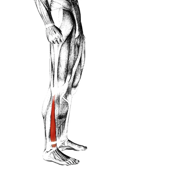 Anatomie der menschlichen Unterschenkel — Stockfoto