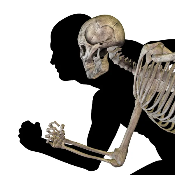 Human  anatomy with bones — Stock Photo, Image