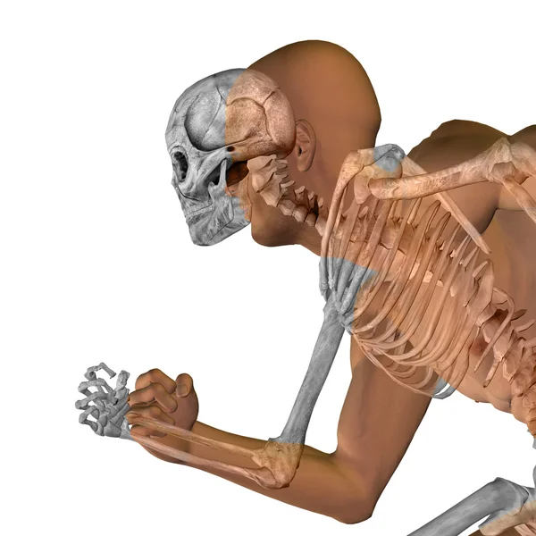 Kemikleri insan anatomisi — Stok fotoğraf