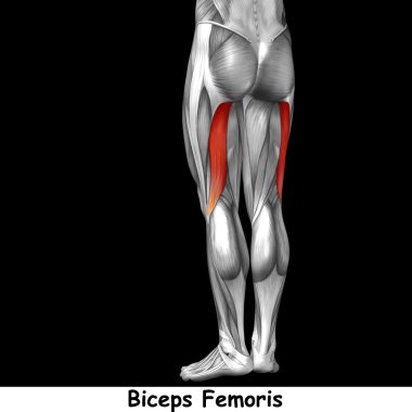 insan üst bacaklar anatomisi 