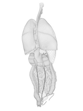 kafes sindirim sistemi
