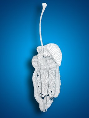 kafes sindirim sistemi