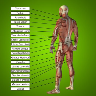 kaslı kavramsal adam