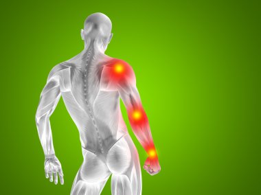 insan anatomisi, üst vücut