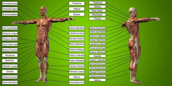 Menschliche Anatomie mit Muskeln und Text — Stockfoto