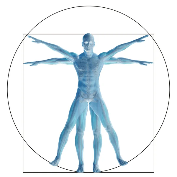 Vitruvian emberi test — Stock Fotó