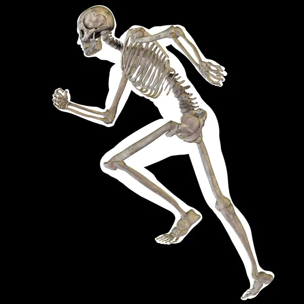 Human anatomy body — Zdjęcie stockowe