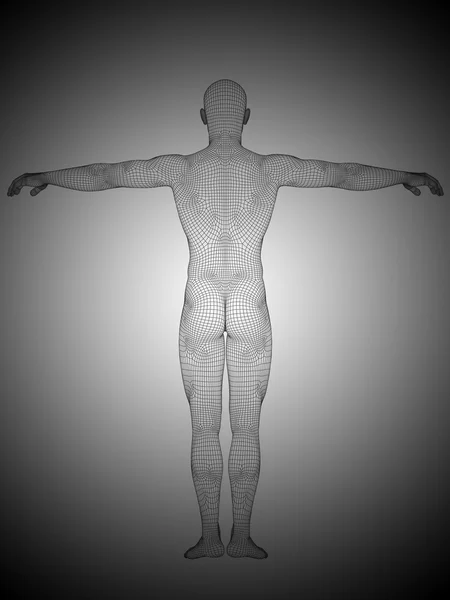 Wireframe male anatomy — Stock Photo, Image