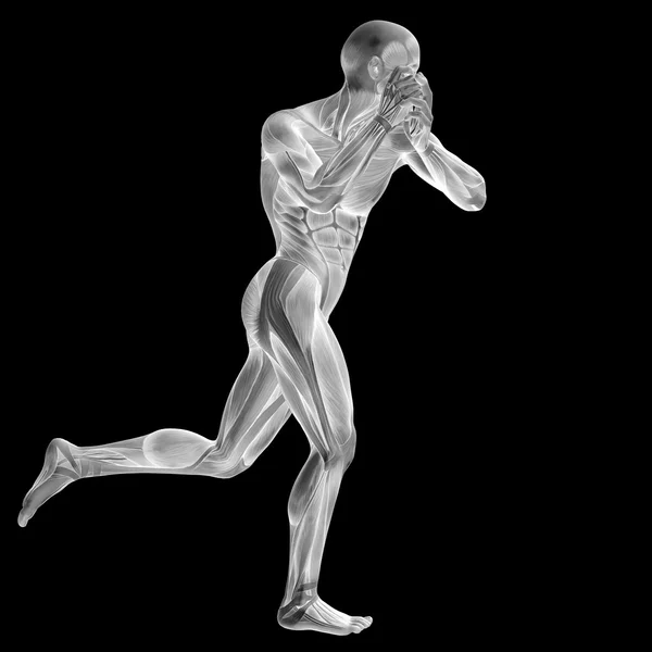 Mann med muskler for anatomidesign . – stockfoto