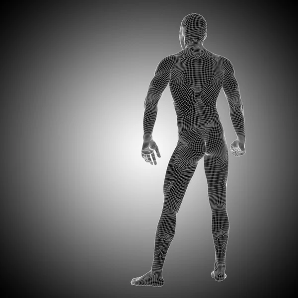 Anatomía masculina Wireframe —  Fotos de Stock