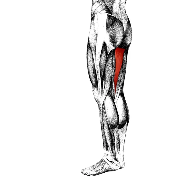 人間の上部の足の解剖学 — ストック写真