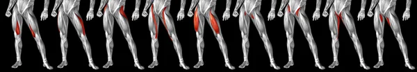 upper legs anatomy, set