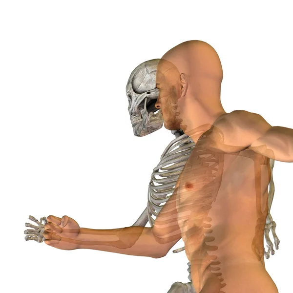Anatomie humaine avec os — Photo