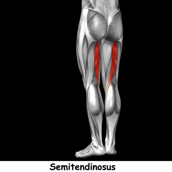 анатомия верхних ног человека
 