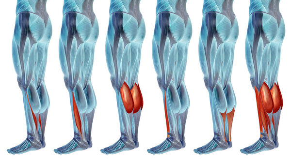  анатомия ног и мышцы
