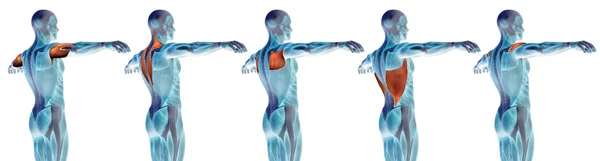 Anatomia humana nas costas — Fotografia de Stock