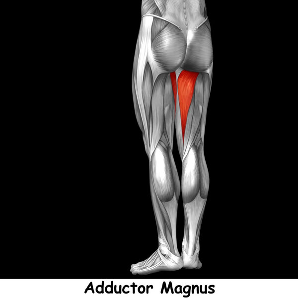 анатомия верхних ног человека
 