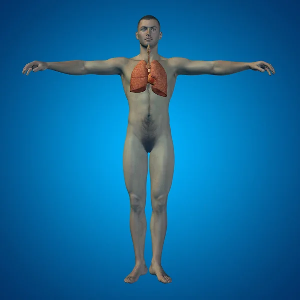 Anatomische menselijke ademhalingswegen — Stockfoto
