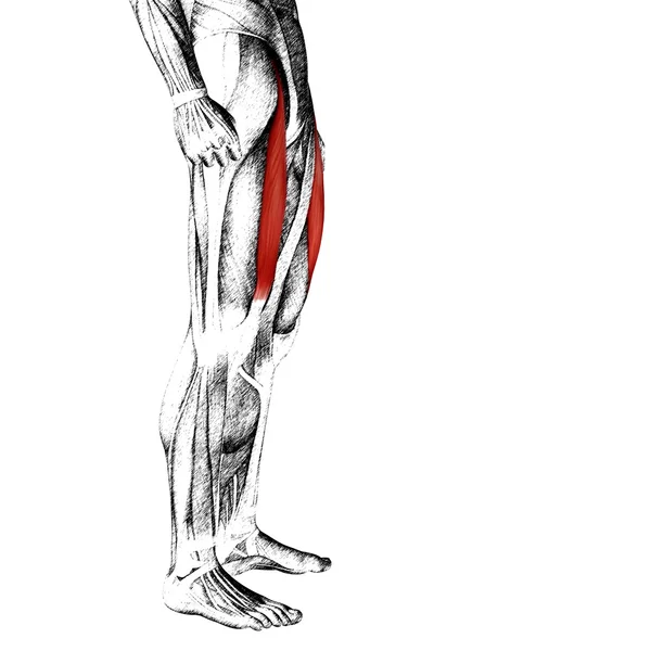 Human upper legs anatomy — Stock Photo, Image