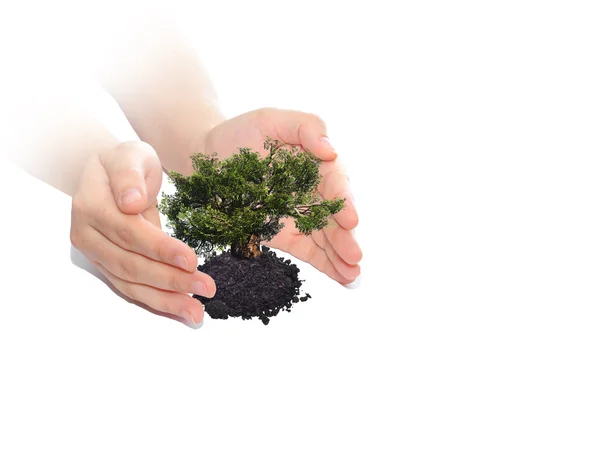 Hands protecting growing tree — Stock Photo, Image