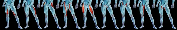 upper legs anatomy, set