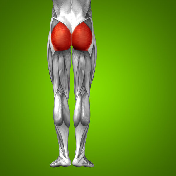 анатомия верхних ног человека
 