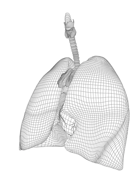 Sistema respiratorio de malla con pulmones — Foto de Stock