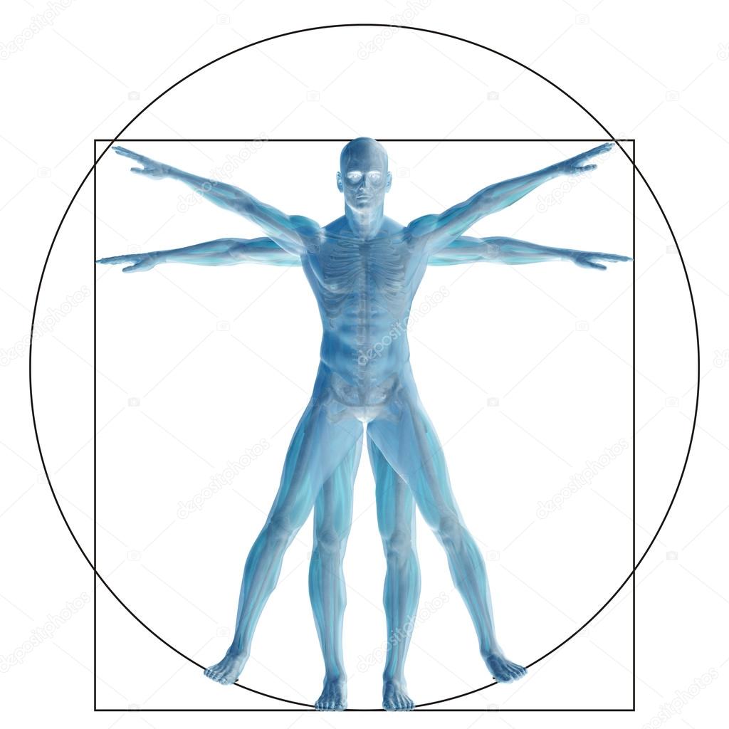 vitruvian human body 