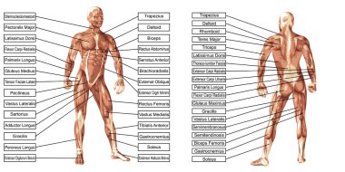  insan anatomisi ve metin 