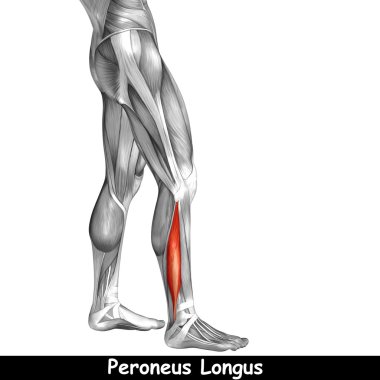 insan alt bacaklar anatomisi