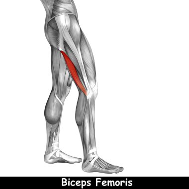 insan üst bacaklar anatomisi 