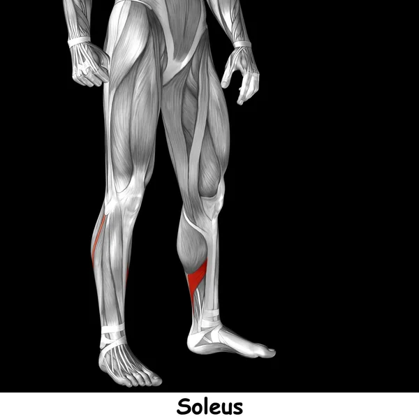 Insan alt bacaklar anatomisi — Stok fotoğraf