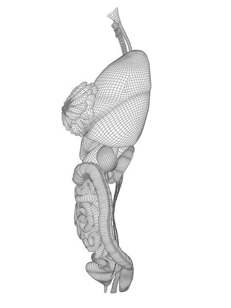 Mesh sistema digestivo — Foto Stock