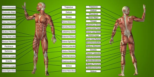 Menschliche Anatomie mit Muskeln und Text — Stockfoto