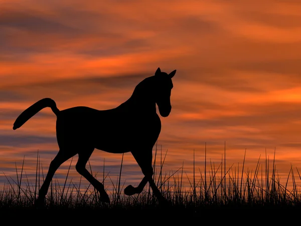 Silhouette cheval noir — Photo