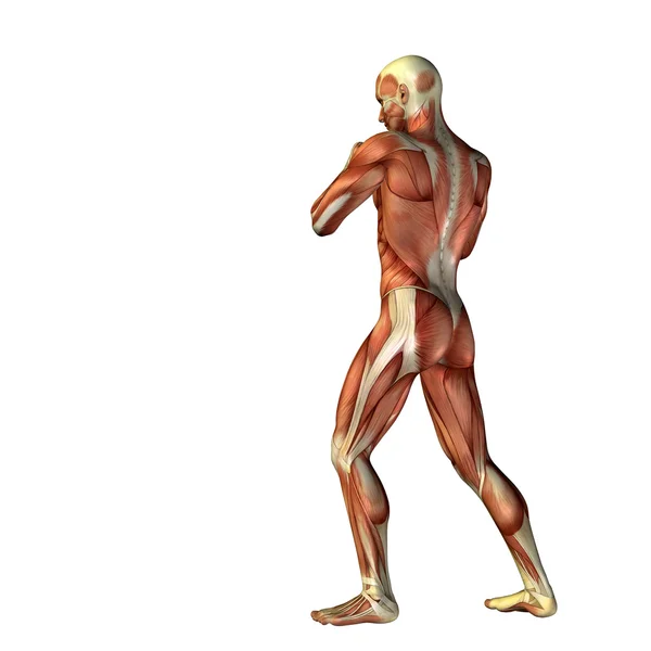 Man with muscles for anatomy designs. — Stock Photo, Image