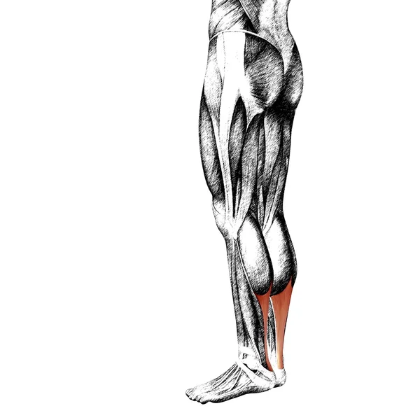 Människans lägre ben anatomi — Stockfoto