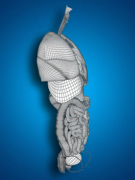 Sistema digestivo de malha — Fotografia de Stock